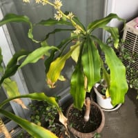 まなちんを捜せ？