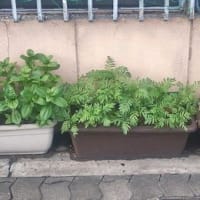 え？まだ6月なのに・・・