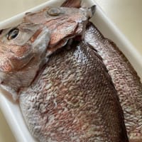 丸ごと１尾の鯛でお刺身と兜煮