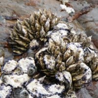 「セイ（カメノテ）」～磯の恵み