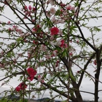  goo blog　サービス終了
