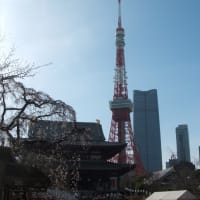 増上寺と東京タワーと枝垂れ桜など