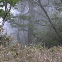 岩岳の花　シロヤシオとミツバツツジ　しばしのお別れ