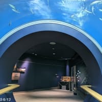 ２０２５．６・１３　琵琶湖博物館その２水族展示室