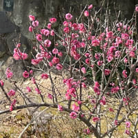 3月弥生ha