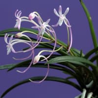 富貴蘭「紅　栄」の花()過去の画像倉庫から)