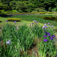 東御苑、水無月。