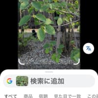 googleレンズは便利