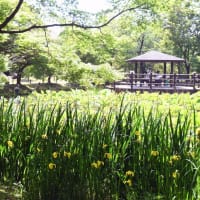 京都府立植物園の花々（オオヤマレンゲなど）