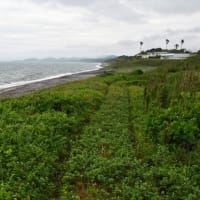 ミカンの木　えんどう豆は最後　2025/05/18（鹿児島）