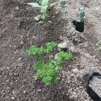 裏庭？野菜をいろいろ植えてみた