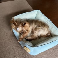 一過性の記憶喪失の顛末