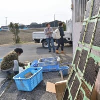 江戸前海苔づくり体験記①-木更津市