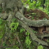 東北の旅　おまけ　自然の芸術