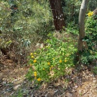 野に咲く花のように。