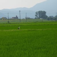 2025年06月27日　コウノトリ目撃情報