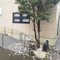 沙羅双樹（さらそうじゅ）