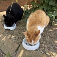 暑い時、寒い時・・食事の事はいつも考えているにゃんよ！