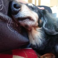 お犬様も頑張ってます