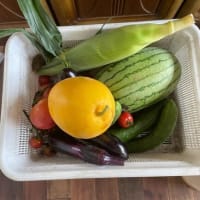 すくすく育つ夏野菜