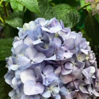 カサブランカ　ピンクフラワーガーデンの花の開花