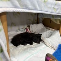 ベロニカ出荷開始！