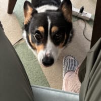 20250607の猫たちと時々犬