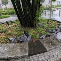 花ちゃんと寄り道①