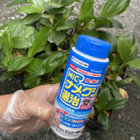 ナメクジ駆除剤の散布