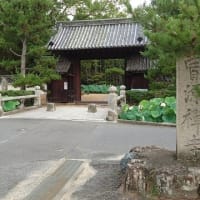 曹源寺の蓮の花