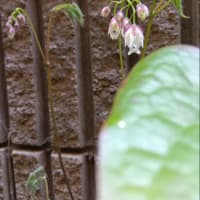 春の花々