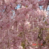 さくら咲く場所（４月１６日の出来事）