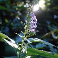 7月最後の教室　雨宿りする生き物を探す