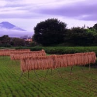 富士山　「つかの間の出で立ち　」...　本当につかの間の散策ですねょ。　"(-""-)"