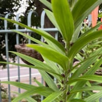 オニユリ