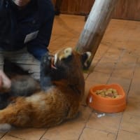 アドベンに行ってきたよ5