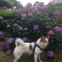 6月、紫陽花とテツ🐶