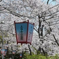 瀬戸内海に向けて広がる桜の園～正福寺山公園