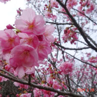 枝垂れ桜・カタクリ（24.3.28）