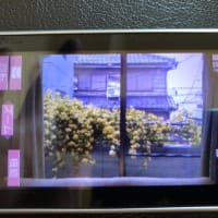 ガラケーの　写真懐かし　朝の事