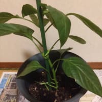 ミニトマトとピーマン