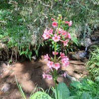 スズランの花咲く入笠山へ