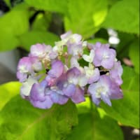 紫陽花