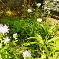 　今日は青空夏真っ盛り～～、