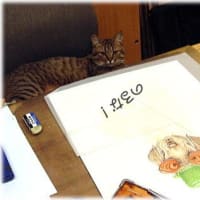 山猫、ウミネコになる？