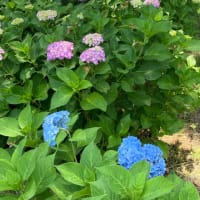 昭和記念公園を走りました。