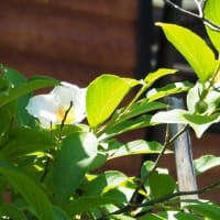 夏椿　咲きました