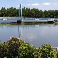 水元公園を散策