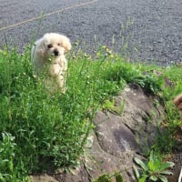 田植え前の田んぼ。今は小さな苗が一面に植えてあります!