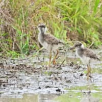 ケリ　性懲りもなく